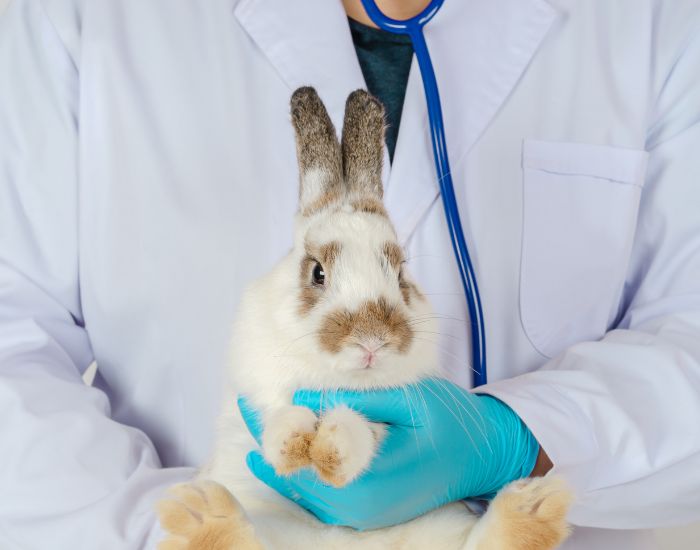 Diareea la un iepure miniatural poate fi cauzată de stres, de o alimentație deficitară sau de lipsa de igienă.